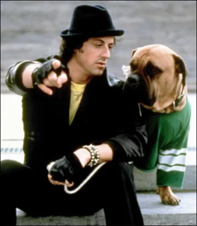 Quelle est la race de son chien ?