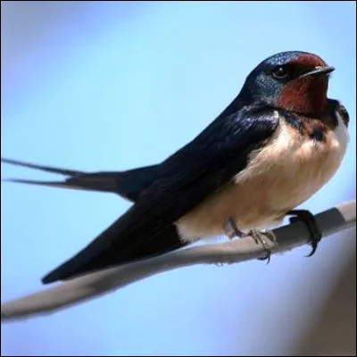 Sur quel agr&egrave;s de gymnastique peut-on faire des croix de fer et des hirondelles ?