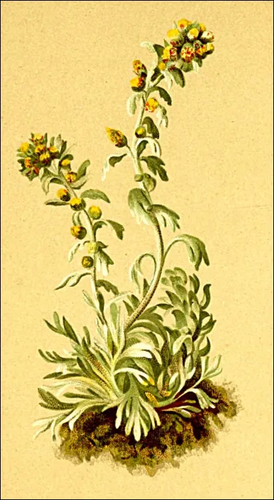 Selon Descartes, où était le siège de l'âme ?