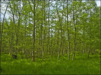 Quel nom portait le gouverneur de la Bastille qui fut massacré lors de la prise de la forteresse ?