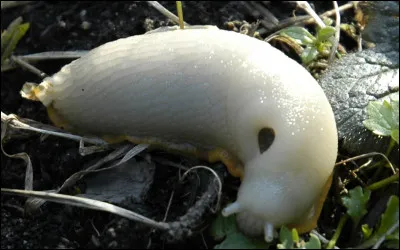 Il y a des vêtements qui ont été, dans l'histoire, brunes, noires ou rouges : lesquelles ?