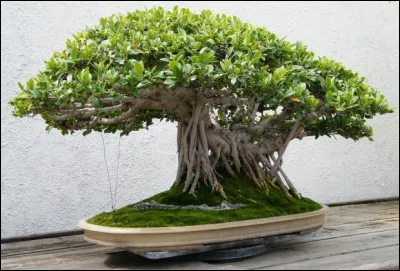 Dans l'art traditionnel du Japon, par quel terme désigne-t-on la culture miniaturisante d'arbres ou de plantes ?