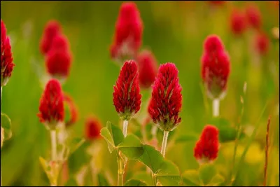 Le trèfle rouge est dangereux pour le cheval.