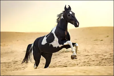 Le Marwari ne peut avoir la robe que pie, noire ou bai.