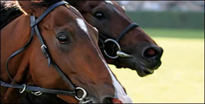 Lorsque la course approche, certains chevaux ont de l'urticaire car ils sont effrayés.