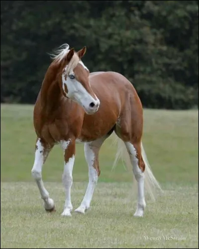 Les chevaux ont tous des goûts différents.