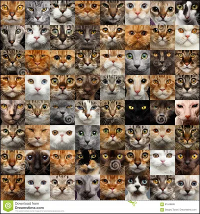 Quelle race de chats préfères-tu ?