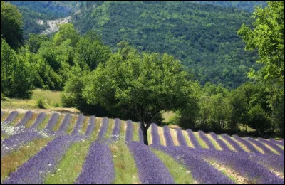 Quel paysage préférez-vous ?
