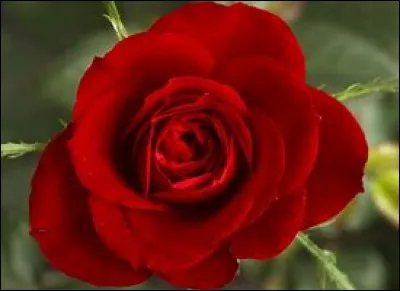 Pourquoi le Président Snow sent-il la rose ?