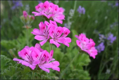 Devant son nom au grec signifiant "cigogne", quelle plante aux belles fleurs possède des fruits allongés évoquant le bec de cet oiseau ?