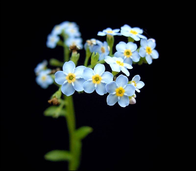 Quelle petite fleur bleue a un nom qui signifie "oreille de souris" en grec ?