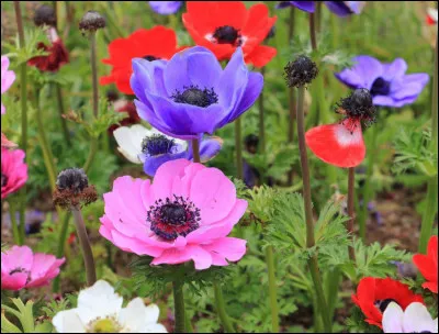 Quelle renonculacée tire son nom du grec signifiant "vent", car ses fleurs s'ouvrent au vent ?