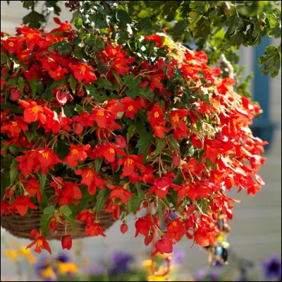 Quelle fleur d'Amérique tropicale, a été baptisée en l'honneur d'un intendant de Saint-Domingue du XVIIe siècle ?