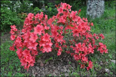 Quelle fleur, le plus souvent rose, doit son nom au grec signifiant "desséché" ?