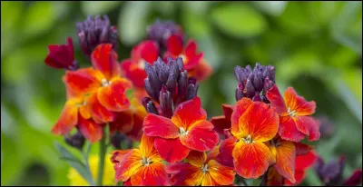 Quelle plante doit son nom au fait que ses fleurs ont l'odeur des clous de girofle ?