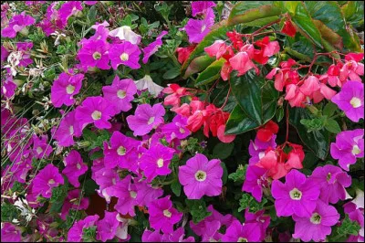 Quelle fleur de la famille des solanacées, tire son nom d'un mot ancien signifiant "tabac" ?