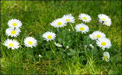 Quelle petite fleur, au cur jaune, doit son nom au fait qu'elle fleurit vers Pâques ?