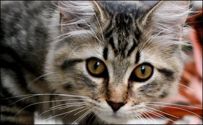 De qui est cette citation : "J'adore les chats, les seuls animaux qui ne soient pas des esclaves" ?