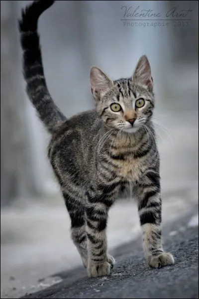 "Cur de femme et il de chat changent cent fois." C'est un proverbe :