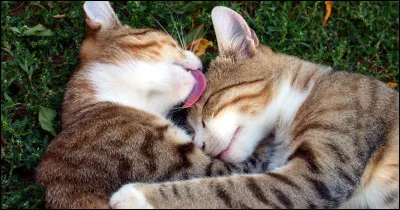 Quand le chat fait sa toilette, il avale une grande quantité de boules de poils. On les appelle les :