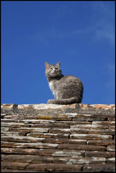 La durée de vie des chats stérilisés est _____ fois supérieure à celle des chats non stérilisés.