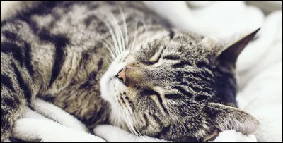 "Chat timide fait souris effrontée" signifie :