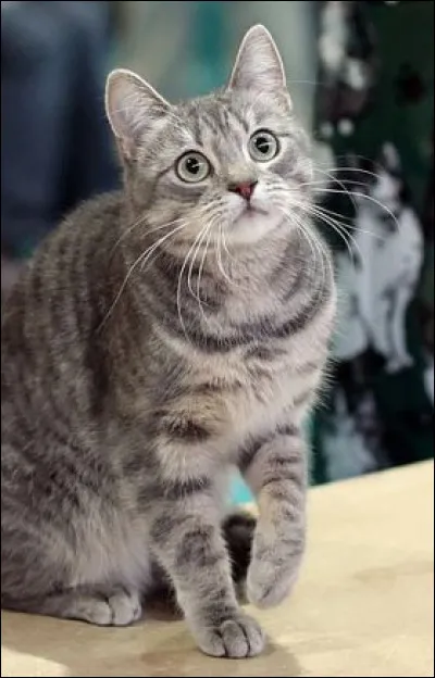 "Celui qui ____ (avec) les chats doit s'attendre à être _____."