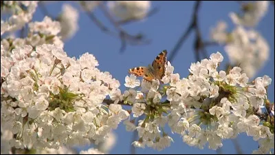 Quel est le titre de la musique, composée par Jean-Baptiste Clément, sur laquelle s'achève "Casque d'or", film réalisé par Jacques Becker ?