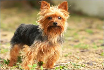 De quelle race s'agit-il ?