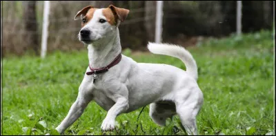 De quelle race s'agit-il ?