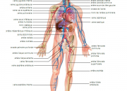 Quiz Anatomie humaine