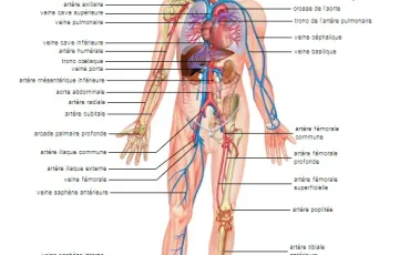 Quiz Anatomie