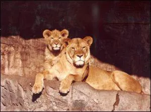 Quel animal suis-je ?