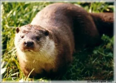 Quel animal suis-je ?