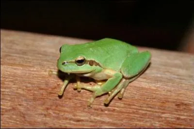 Quel animal suis-je ?