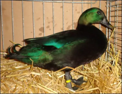 "Faut pas prendre les enfants du Bon Dieu pour des canards sauvages" est un long-métrage mis en scène par Michel Audiard.