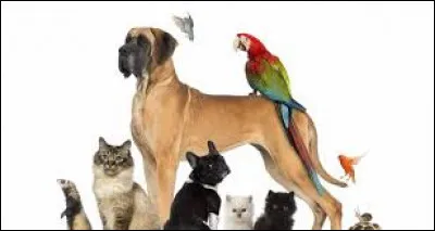 A-t-elle des animaux ? Si oui, lesquels ?