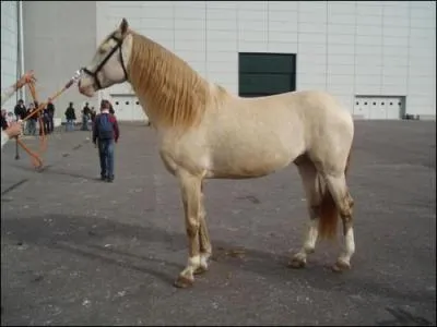 Quelle est la robe de ce cheval ?