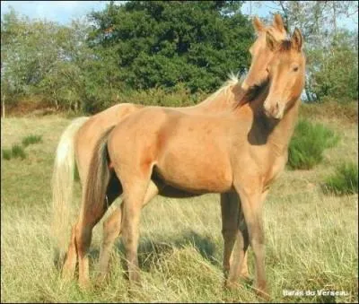 Quelle est la robe de base de ses poulains champagne ambre ?