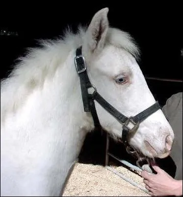 Ce poulain possde une combinaison trs rare de gne, laquelle ?