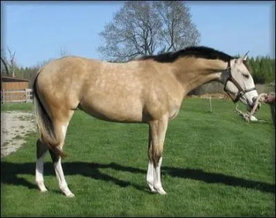 Quelle est la robe de cette jument ?
