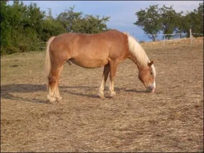 Quelle est la robe de ce cheval ?