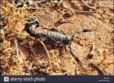 Quel est le nom du scorpion asiatique, aussi appelé scorpion assassin, qui mesure environ 10 cm de longueur, dont le venin agit rapidement et endommage le système nerveux tout en y provoquant une paralysie ?