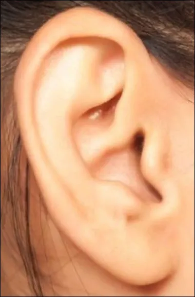Comment dit-on une ''oreille'' en anglais ?