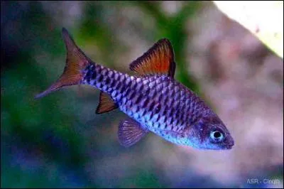 Quel est ce poisson ?