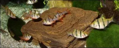 Quel sont ces poisson ?