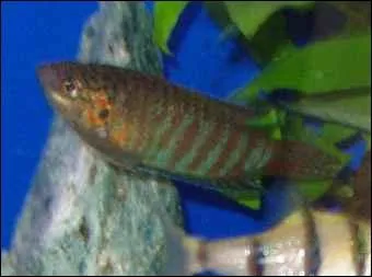 Quel est ce poisson ?