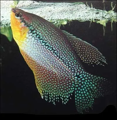 Quel est ce poisson ?