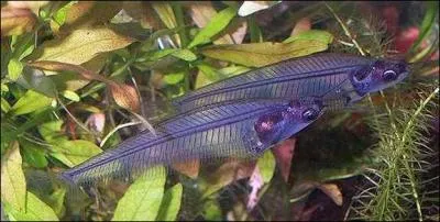 Quel est ce poisson ?