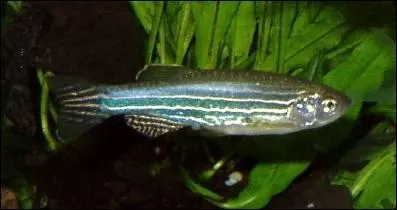 Quel est ce poisson ?